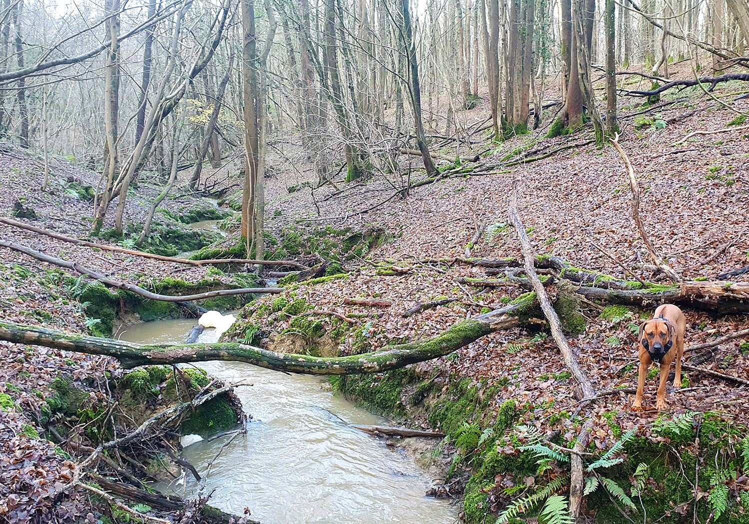 Dog Walk at Glover's Wood